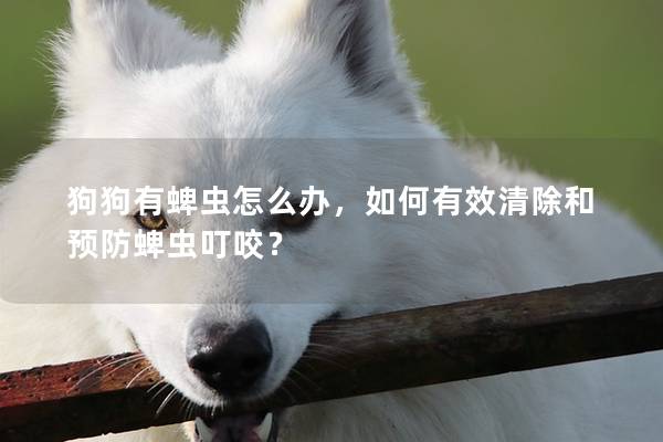 狗狗有蜱虫怎么办，如何有效清除和预防蜱虫叮咬？