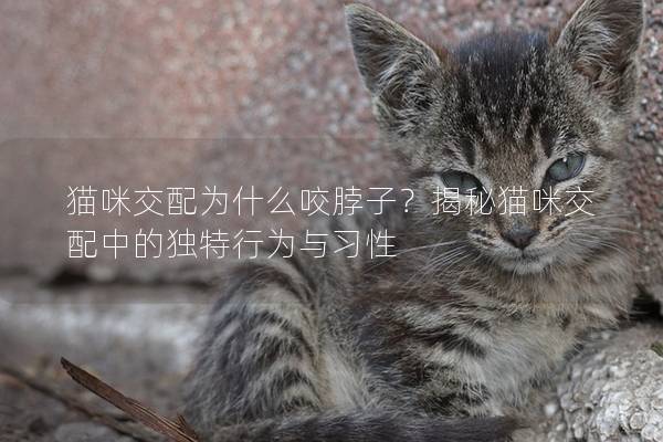 猫咪交配为什么咬脖子？揭秘猫咪交配中的独特行为与习性