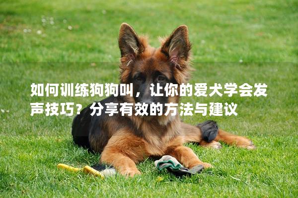 如何训练狗狗叫，让你的爱犬学会发声技巧？分享有效的方法与建议