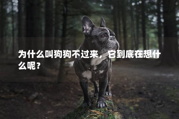 为什么叫狗狗不过来，它到底在想什么呢？