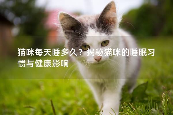 猫咪每天睡多久？揭秘猫咪的睡眠习惯与健康影响