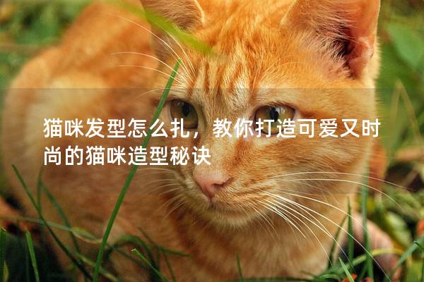 猫咪发型怎么扎，教你打造可爱又时尚的猫咪造型秘诀