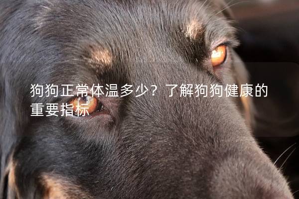 狗狗正常体温多少？了解狗狗健康的重要指标