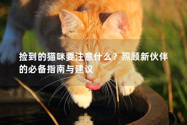 捡到的猫咪要注意什么？照顾新伙伴的必备指南与建议