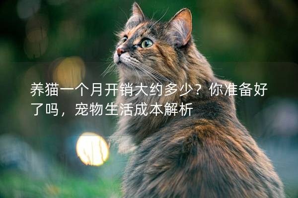 养猫一个月开销大约多少？你准备好了吗，宠物生活成本解析