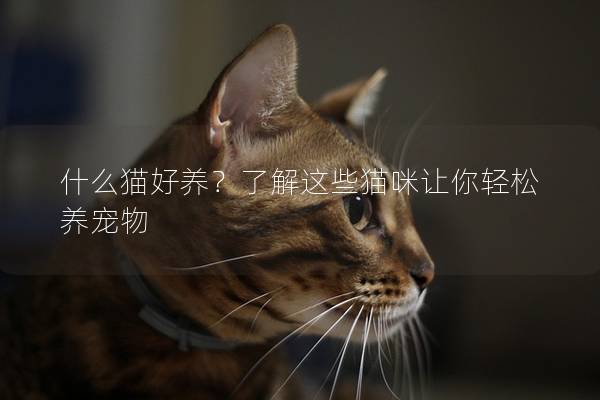 什么猫好养？了解这些猫咪让你轻松养宠物