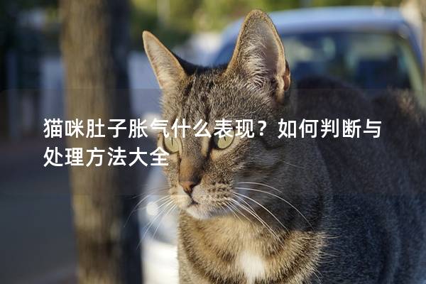 猫咪肚子胀气什么表现？如何判断与处理方法大全