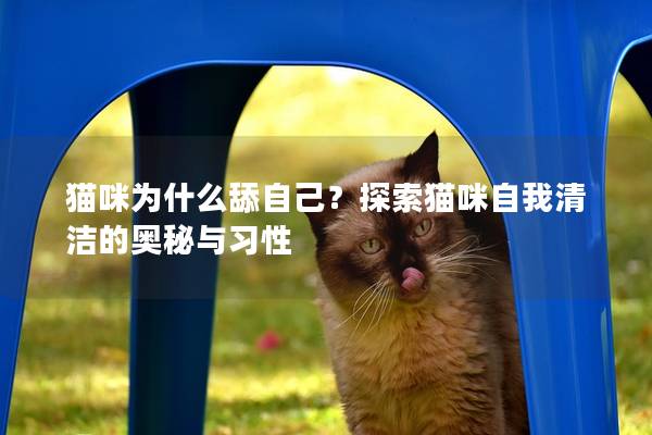 猫咪为什么舔自己？探索猫咪自我清洁的奥秘与习性