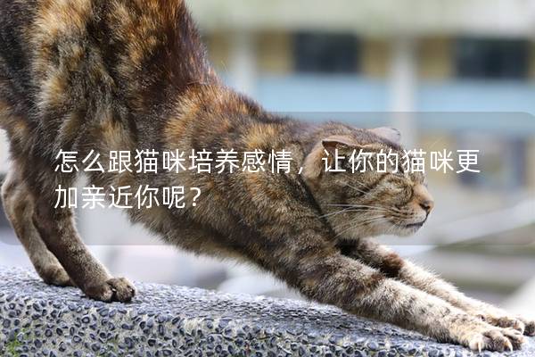 怎么跟猫咪培养感情，让你的猫咪更加亲近你呢？