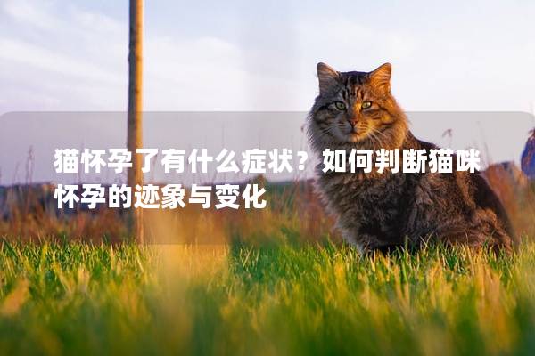 猫怀孕了有什么症状？如何判断猫咪怀孕的迹象与变化