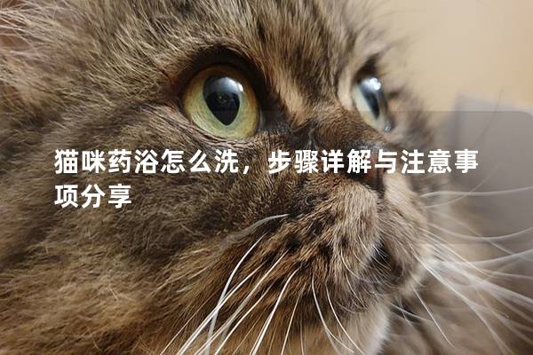 猫咪药浴怎么洗，步骤详解与注意事项分享