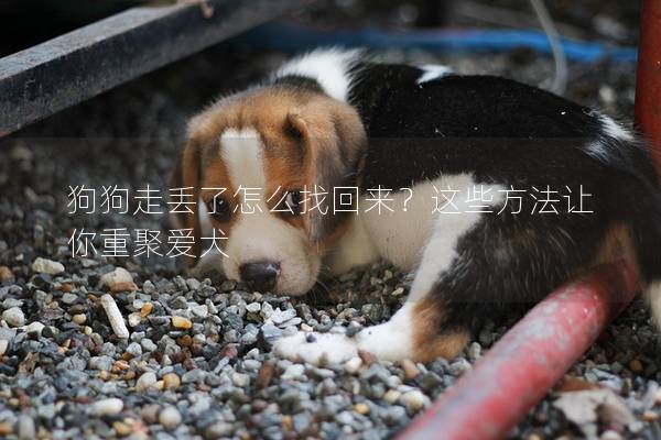 狗狗走丢了怎么找回来？这些方法让你重聚爱犬