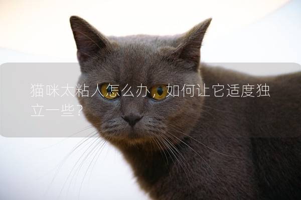 猫咪太粘人怎么办，如何让它适度独立一些？