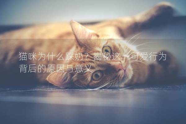 猫咪为什么踩奶？揭秘这一可爱行为背后的原因与意义