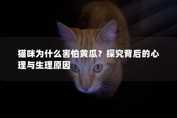 猫咪为什么害怕黄瓜？探究背后的心理与生理原因