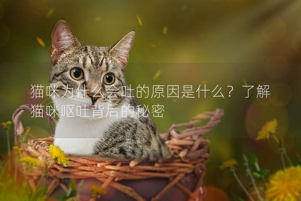 猫咪为什么会吐的原因是什么？了解猫咪呕吐背后的秘密