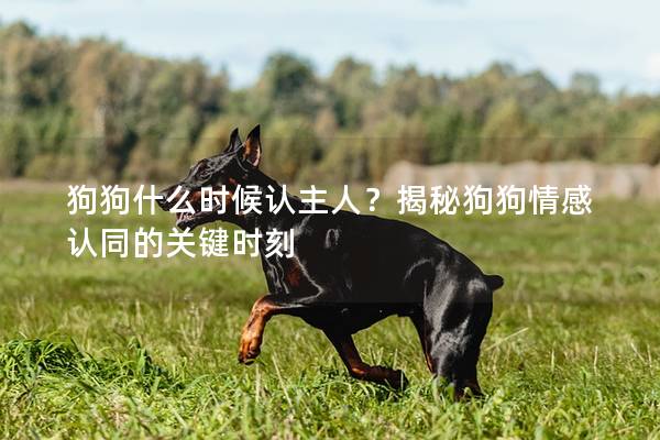 狗狗什么时候认主人？揭秘狗狗情感认同的关键时刻