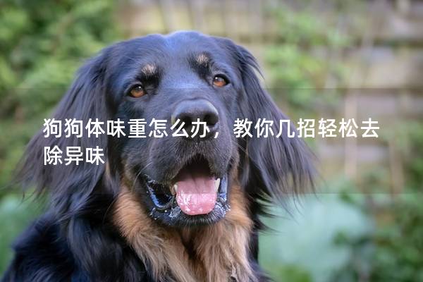 狗狗体味重怎么办，教你几招轻松去除异味