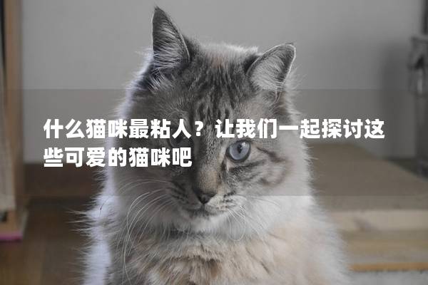 什么猫咪最粘人？让我们一起探讨这些可爱的猫咪吧