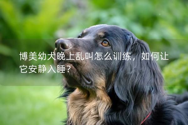 博美幼犬晚上乱叫怎么训练，如何让它安静入睡？