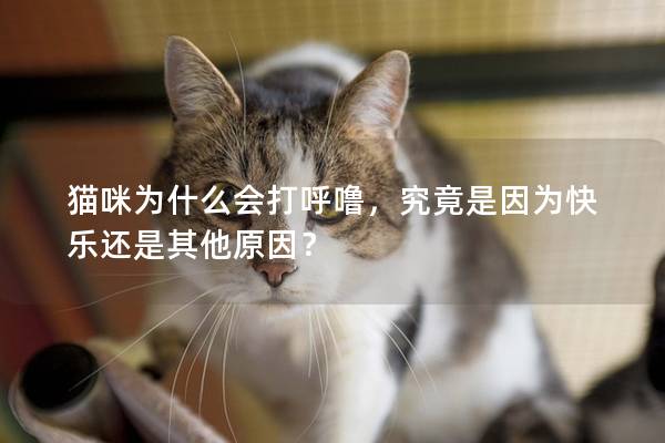 猫咪为什么会打呼噜，究竟是因为快乐还是其他原因？