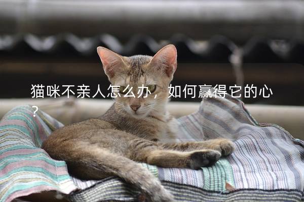 猫咪不亲人怎么办，如何赢得它的心？