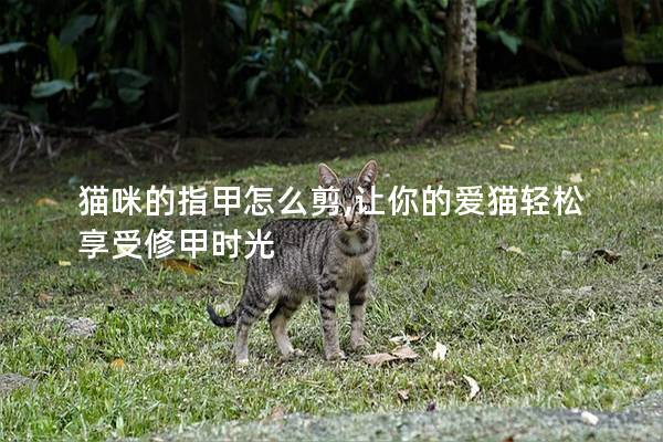 猫咪的指甲怎么剪,让你的爱猫轻松享受修甲时光