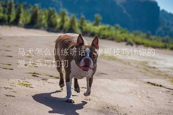 马犬怎么训练听话，掌握技巧让你的爱犬乖巧如初