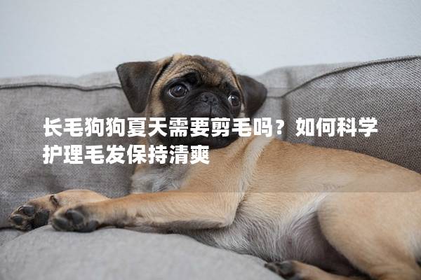 长毛狗狗夏天需要剪毛吗？如何科学护理毛发保持清爽