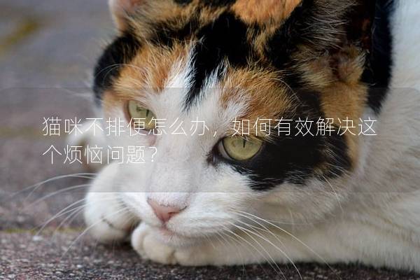 猫咪不排便怎么办，如何有效解决这个烦恼问题？