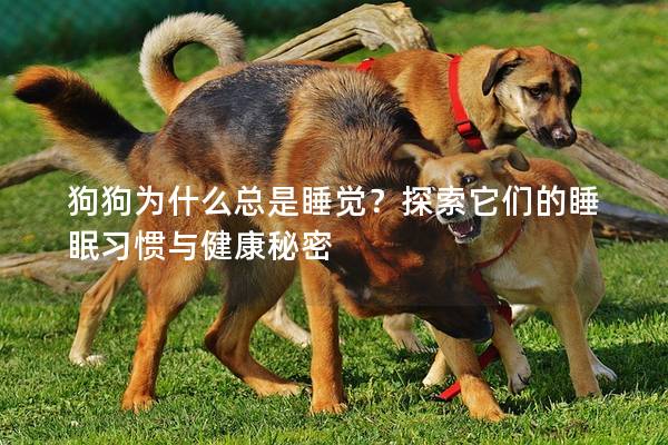 狗狗为什么总是睡觉？探索它们的睡眠习惯与健康秘密