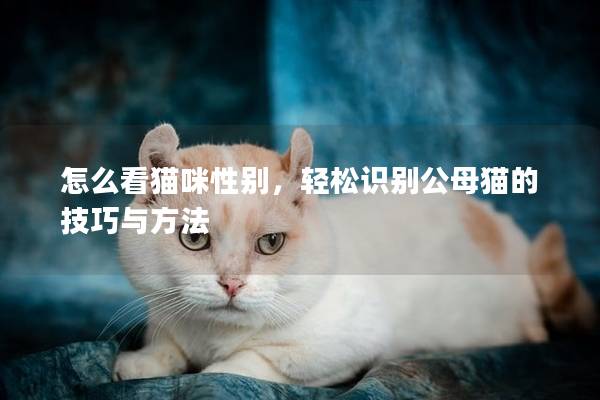 怎么看猫咪性别，轻松识别公母猫的技巧与方法