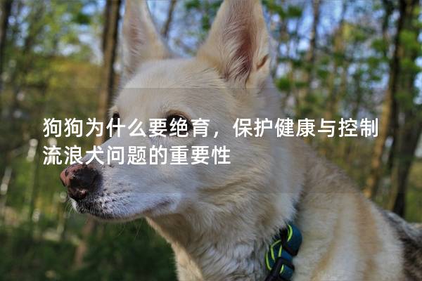 狗狗为什么要绝育，保护健康与控制流浪犬问题的重要性