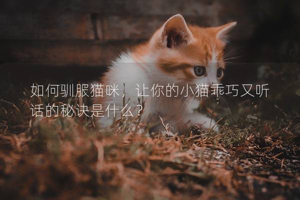 如何驯服猫咪，让你的小猫乖巧又听话的秘诀是什么？