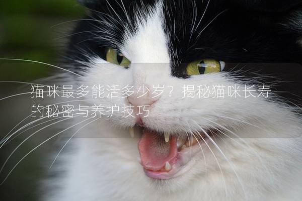 猫咪最多能活多少岁？揭秘猫咪长寿的秘密与养护技巧