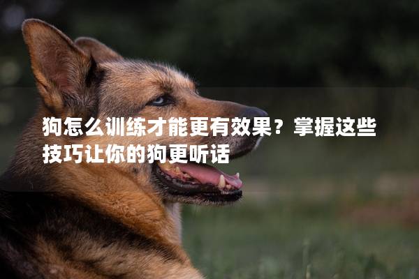 狗怎么训练才能更有效果？掌握这些技巧让你的狗更听话