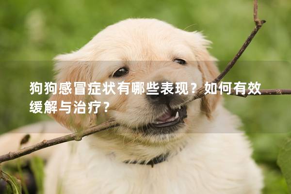 狗狗感冒症状有哪些表现？如何有效缓解与治疗？