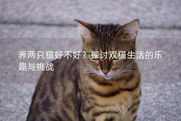 养两只猫好不好？探讨双猫生活的乐趣与挑战