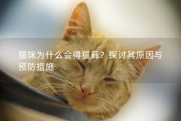 猫咪为什么会得猫藓？探讨其原因与预防措施