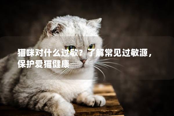 猫咪对什么过敏？了解常见过敏源，保护爱猫健康