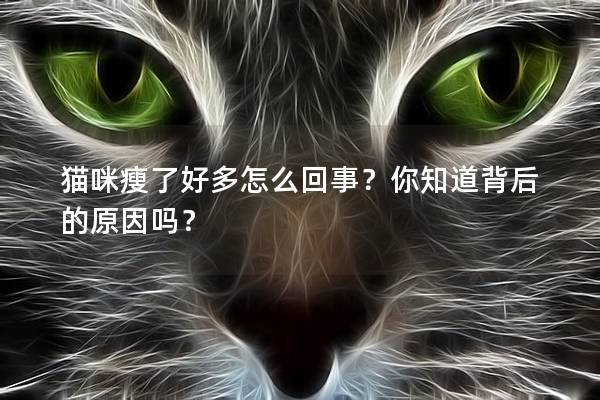 猫咪瘦了好多怎么回事？你知道背后的原因吗？