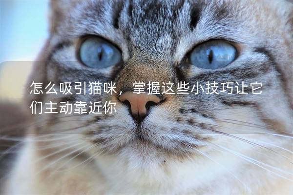 怎么吸引猫咪，掌握这些小技巧让它们主动靠近你