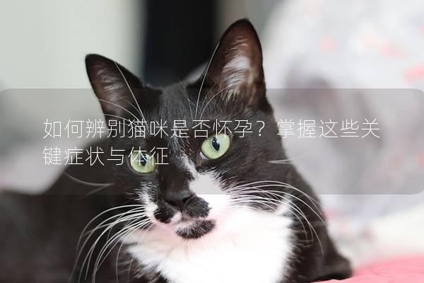 如何辨别猫咪是否怀孕？掌握这些关键症状与体征