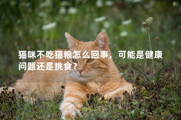 猫咪不吃猫粮怎么回事，可能是健康问题还是挑食？