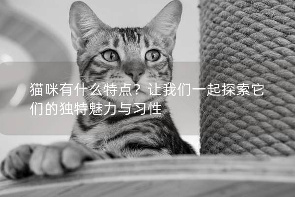 猫咪有什么特点？让我们一起探索它们的独特魅力与习性