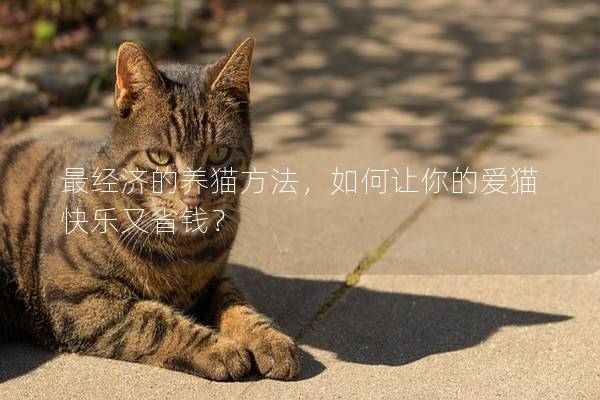 最经济的养猫方法，如何让你的爱猫快乐又省钱？