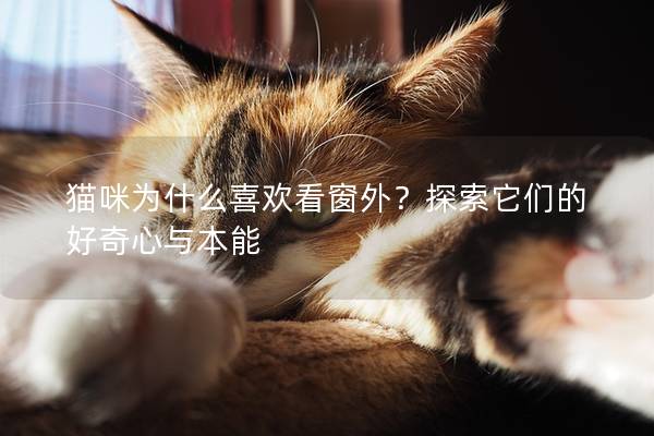 猫咪为什么喜欢看窗外？探索它们的好奇心与本能