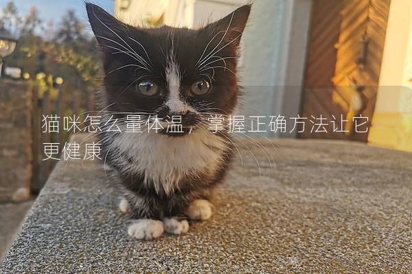 猫咪怎么量体温，掌握正确方法让它更健康