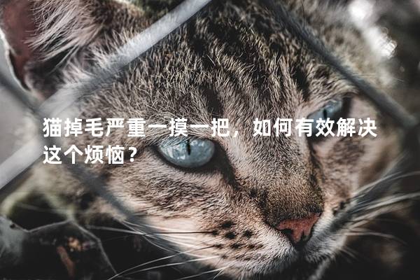 猫掉毛严重一摸一把，如何有效解决这个烦恼？