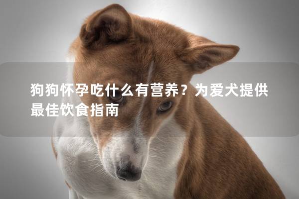 狗狗怀孕吃什么有营养？为爱犬提供最佳饮食指南